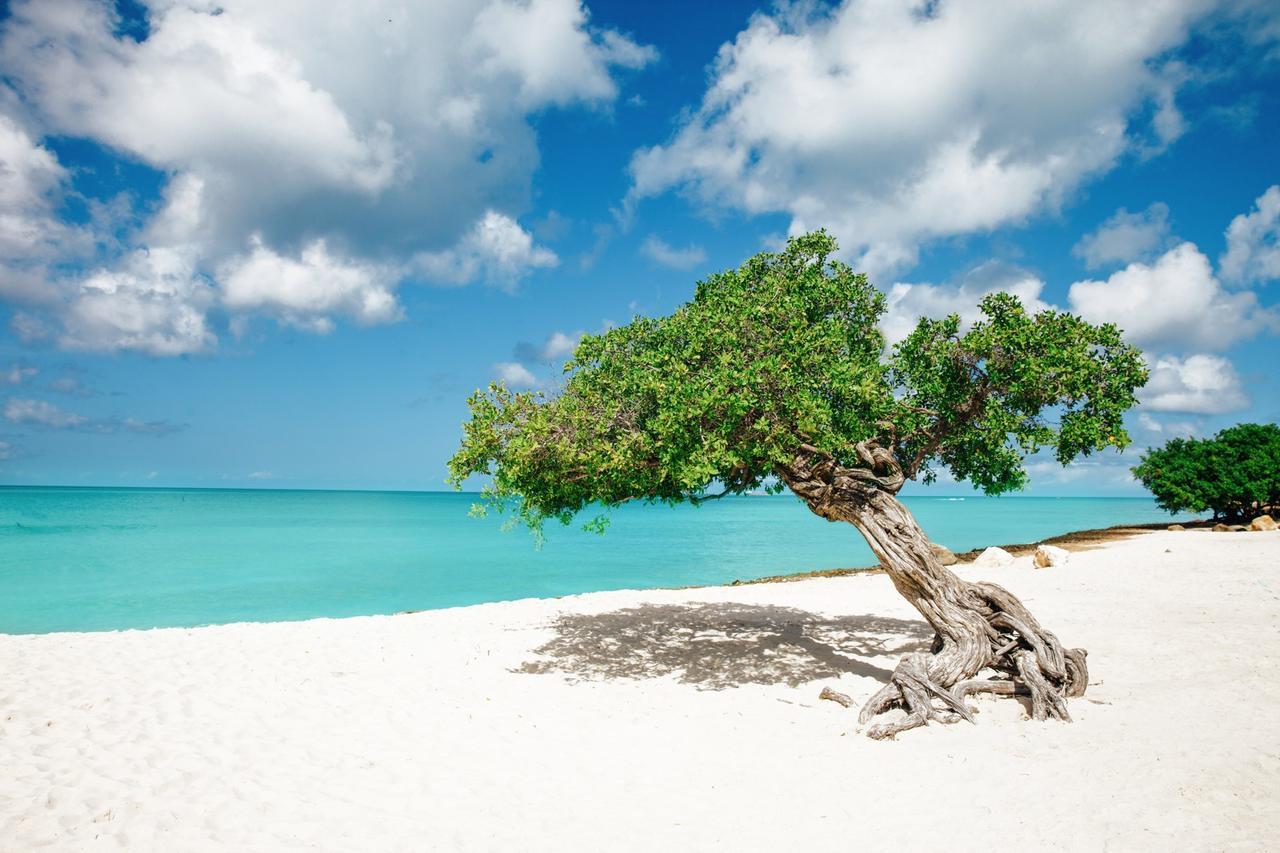 Hotel Marriott'S Aruba Surf Club Palm Beach Esterno foto